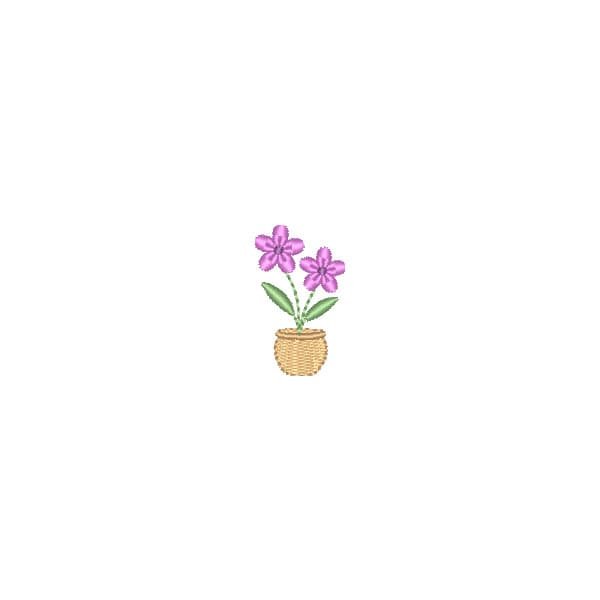 Mini Orquídeas no Vaso